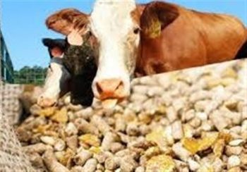 قیمت نهاده‌های دامی پس از حذف ارز ترجیحی کشف شد – ایمیدکو