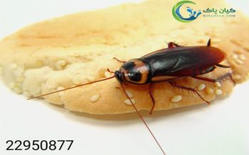 شرکت سمپاشی سوسک فاضلاب در تهران | نابودی ریشه ای و تضمینی با کیان پاک