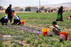ایران رکورددار تولید جهانی زعفران، گل محمدی و خرما شد