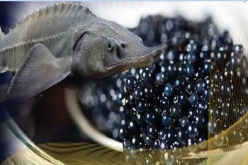 نقش صنعت تاس‌ماهیان در اقتصاد جهانی آینده